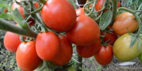 Paradajz rio grande: recenzije, fotografije, prinos